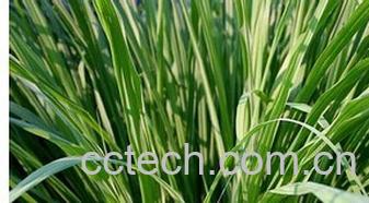 果蔬百科香茅-0