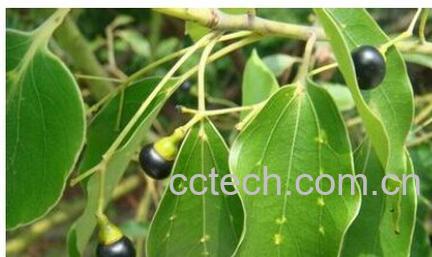 果蔬百科樟脑-0