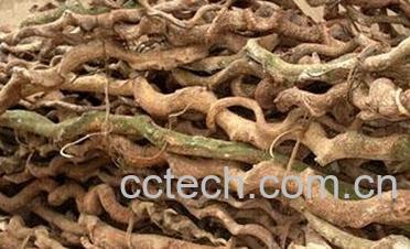 果蔬百科过江龙-0