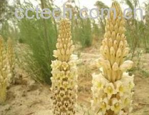 果蔬百科肉苁蓉-0