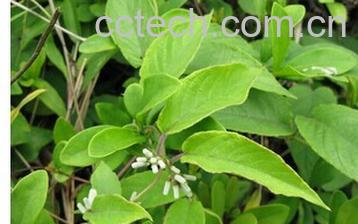 果蔬百科白毛鸡矢藤-0