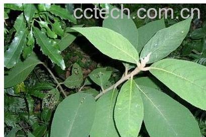 果蔬百科白毛将-0