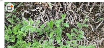 果蔬百科白麻头-0