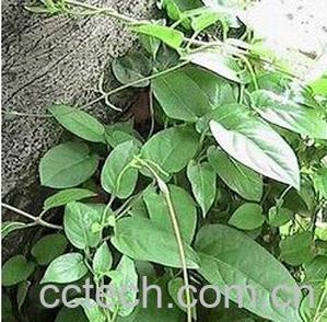 果蔬百科白{根-0