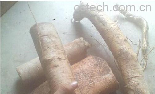 果蔬百科白榄根-0