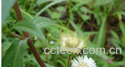 果蔬百科白花蟛蜞草-0