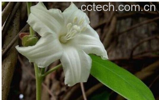 果蔬百科白鹤藤-0