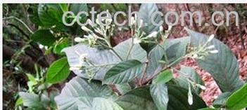 果蔬百科白花苦灯笼-0