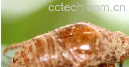 果蔬百科蝉蜕-0