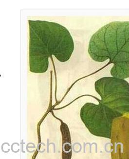 果蔬百科关木通-0