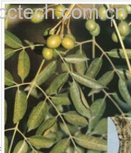 果蔬百科苦楝皮-0