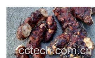 果蔬百科土茯苓-0