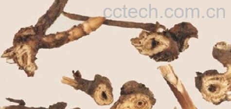 果蔬百科柴胡-0