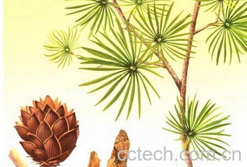 果蔬百科土荆皮-0