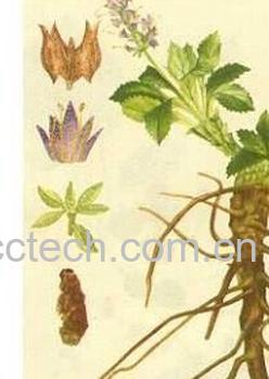 果蔬百科胡黄连-0