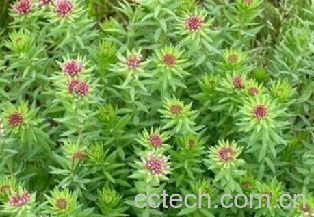 果蔬百科狼毒-0