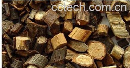 果蔬百科桂枝-0