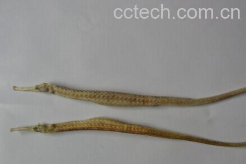 果蔬百科海龙-0