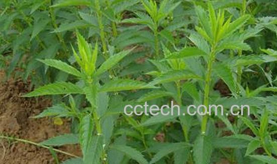 果蔬百科蛇王草-0