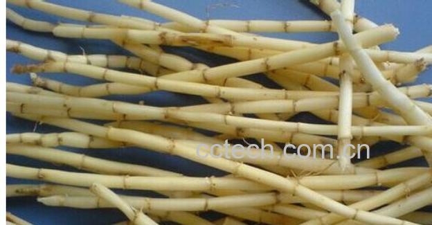 果蔬百科白茅根-0