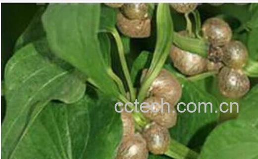 果蔬百科山药豆-0