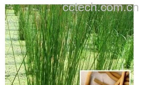 果蔬百科灯心草-0