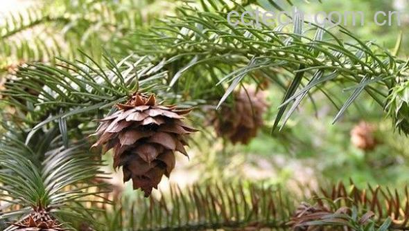 果蔬百科杉树寄生-0