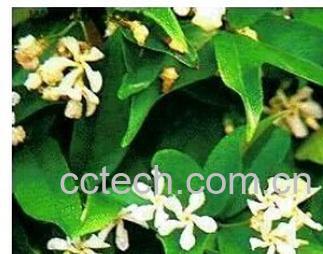 果蔬百科络石藤-0