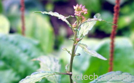 果蔬百科伤寒草-0