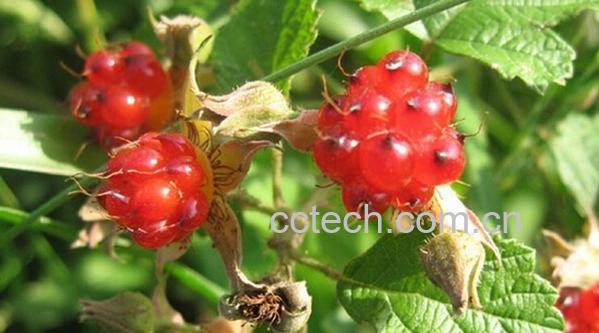 果蔬百科蛇泡{-0