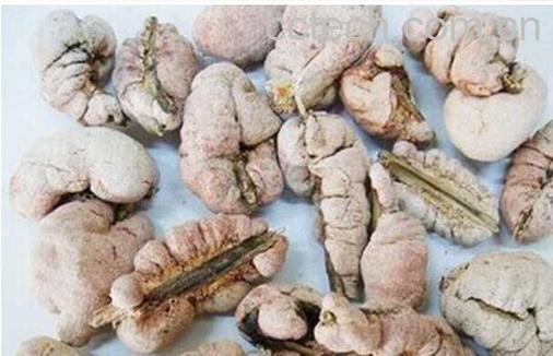 果蔬百科天竺黄-0