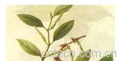 果蔬百科海风藤-0