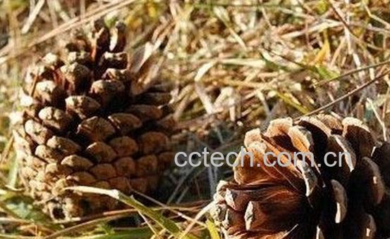 果蔬百科山松子-0