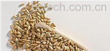 果蔬百科谷芽-0