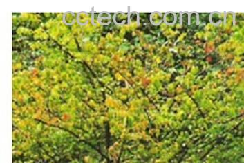 果蔬百科鬼箭羽-0