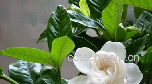 果蔬百科栀子花-0