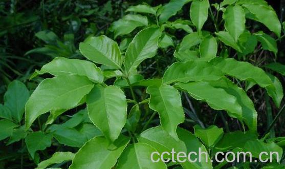 果蔬百科三桠苦-0