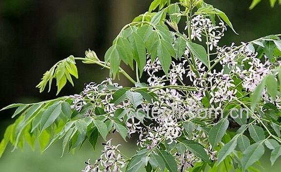 果蔬百科森树-0