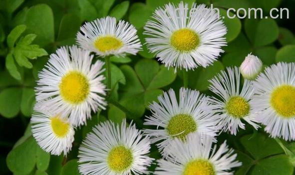 果蔬百科山白芷-0