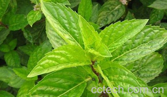 果蔬百科山薄荷-0