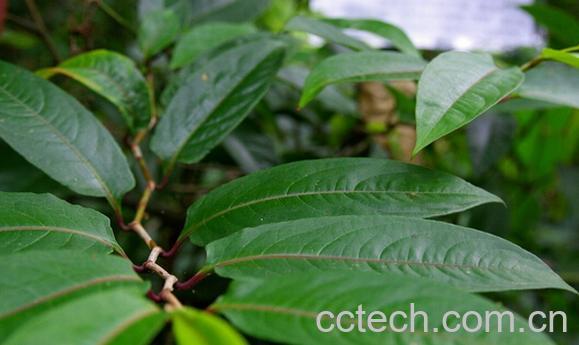 果蔬百科山大刀-0