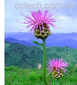 果蔬百科漏芦-0