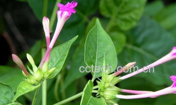 果蔬百科入地老鼠-0