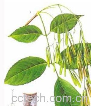 果蔬百科秦皮-0