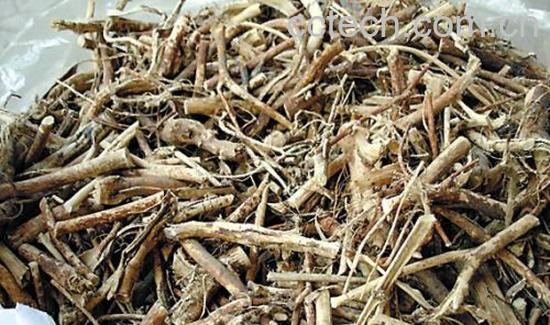 果蔬百科枸杞根-0