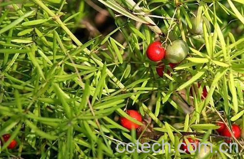 果蔬百科千打锤-0