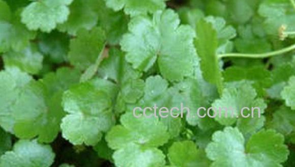 果蔬百科盘上芫荽-0