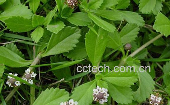 果蔬百科蚺蛇{-0