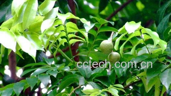 果蔬百科仁面树叶-0