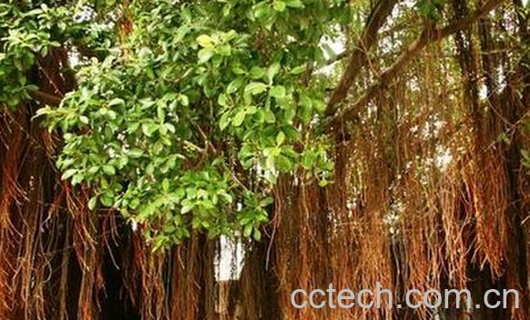 果蔬百科榕树须-0